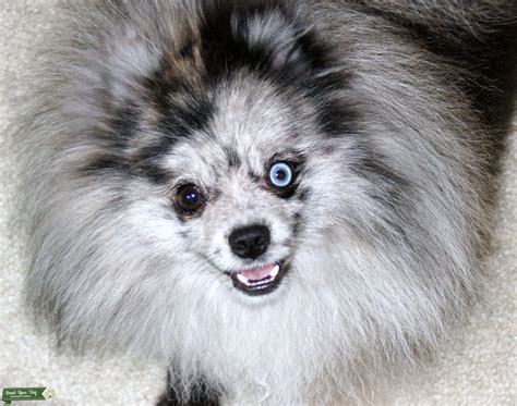 Stud Dog - Blue Merle Pomeranian for Stud - Breed Your Dog