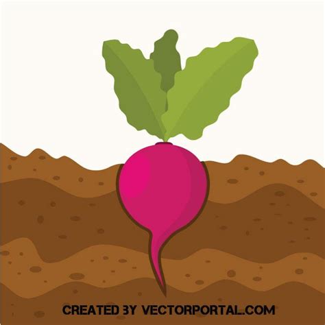 Radish Image Royalty Free Stock Svg Vector