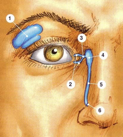 Anatom A Del Ojo Y Sus Anexos Sistema Lagrimal