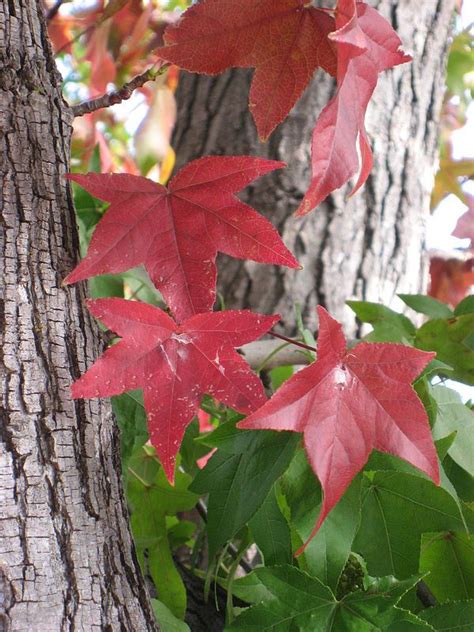 Liquidamber Styraciflua American Sweetgum Sun Trees Sweet Gum