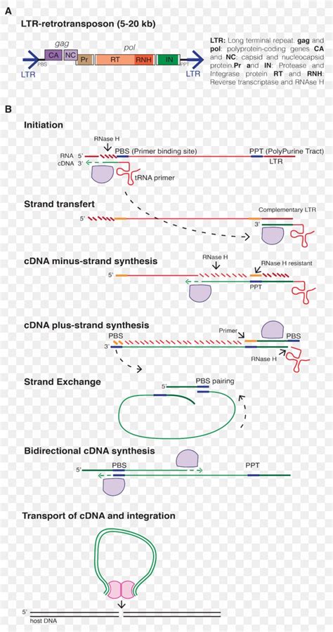 Ltr Retrotransposon Long Terminal Repeat Transcription Reverse