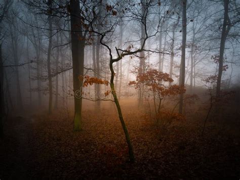 Floresta Misteriosa Neblina Foto De Stock Imagem De Arte