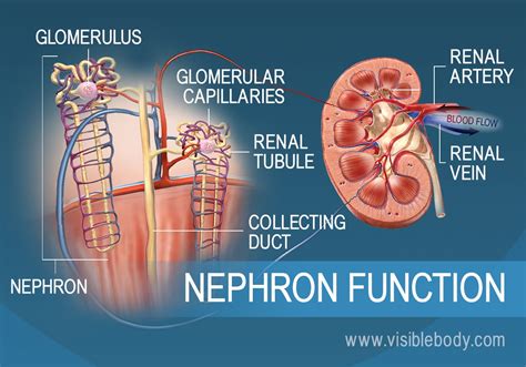 Kidney Nephron Structure