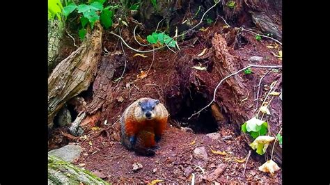Groundhog Filmed Outside Deep Burrow Observing The Woodchuck In