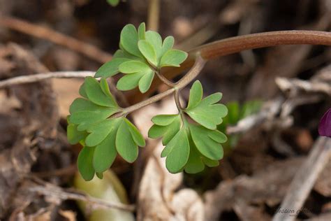 Corydale Solide Corydalis Solida Les Carnets Nature De Jessica