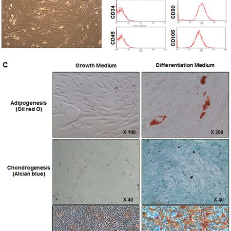 Phenotype And Differentiation Potential Of Tonsil Derived Mesenchymal