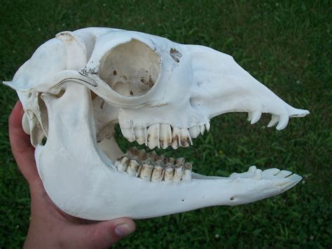 Bones Art And Nature Alpaca Skull I Recently Finished Cleaning This