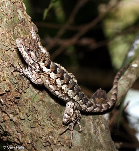 Texas Spiny Lizard Female Img Aaralyn