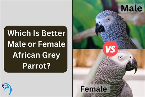 Which Is Better Male Or Female African Grey Parrot