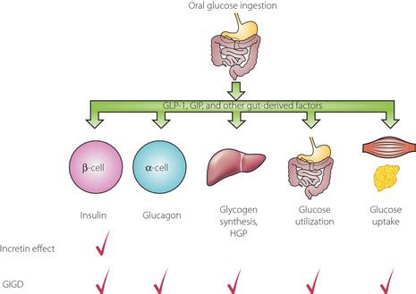 Components contributing to the incretin effect and the... | Download ...