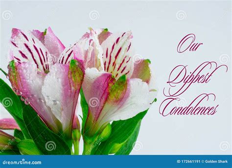 Deepest Condolences With Text And White Pink Flower On White Background