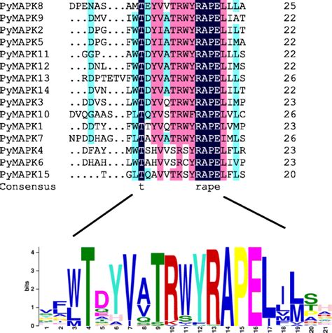 Putative Phosphorylation Sites Of Pymapk Proteins Sequence Alignment