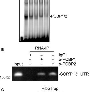 PCBP2 Binds To CREs In The 3 UTR Of Sortilin MRNA A RNA EMSA