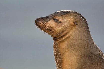 Galapagos Sea Lion Pictures and Photos - Photography - Bird | Wildlife | Nature - Christopher Taylor