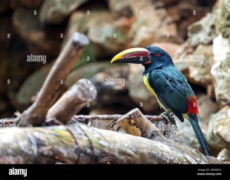 Pteroglossus Viridis The Green Aracari Brings Tropical Vibrance With