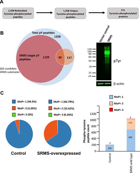 Figure From Phosphoproteomics Analysis Identifies Novel Candidate