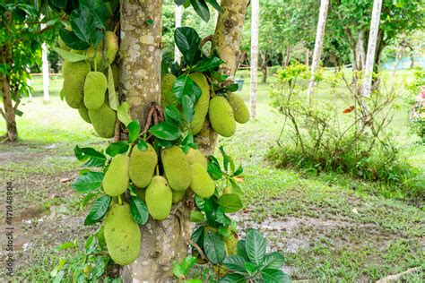 Jackfruit Or Pohon Nangka Is The Name Of A Kind Of Tree As Well As