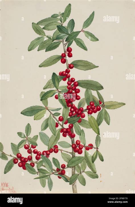 Yaupon Holly Ilex Vomitoria Fotografías E Imágenes De Alta Resolución