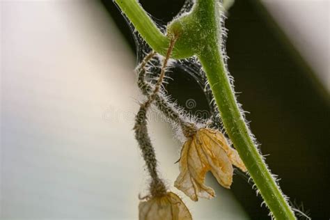 Die Zijn Getroffen Door Ziekten En Plagen Van Plantenbladeren En