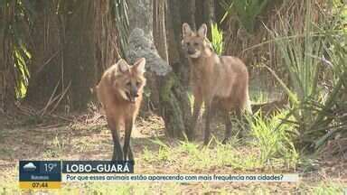 Bom Dia Cidade Campinas Piracicaba Lobos guarás aparecem em três