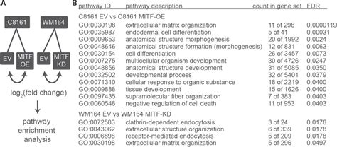 Anti Pimonidazole Antibody | Bioz | Ratings For Life-Science Research