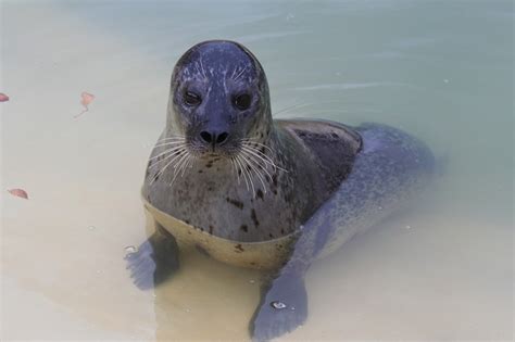 Cornish Seal Sanctuary, Gweek, Cornwall.