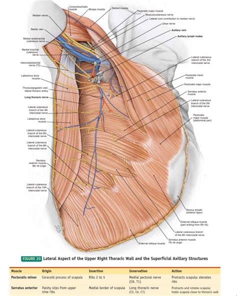 Lateral Thoracic Wall and Superficial Axilla Анатомия