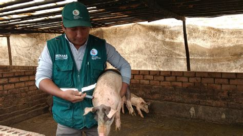 Más de 63 mil cerdos fueron vacunados contra la Peste Porcina Clásica