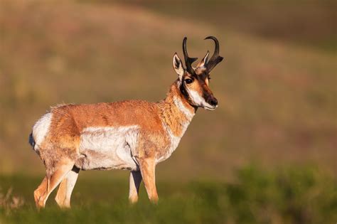 Pronghorn Antelope Standing Proud Fine Art Photo Print | Photos by Joseph C. Filer