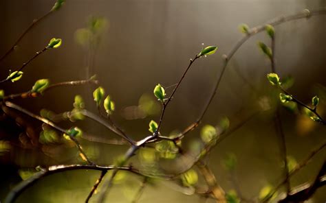 Plant Buds Spring Bokeh Wallpaper Nature And Landscape Wallpaper