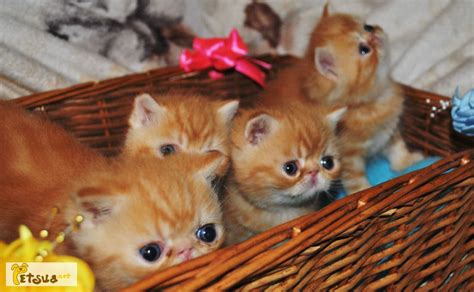 Продажа котят, купить котят, Киев — PetsUA