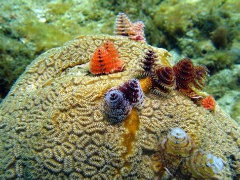 Christmas Tree Worms On The Brain Coral Phylum Cnidaria Brain Coral