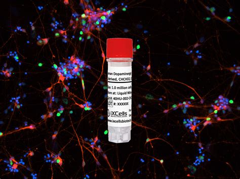 Human Dopaminergic Neurons Ipsc Derived Chchd R Q Hom Ixcells