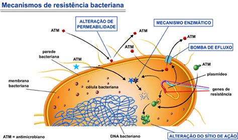 Resistência Microbiana E Inovações Na Detecção Precoce Blog Center Lab