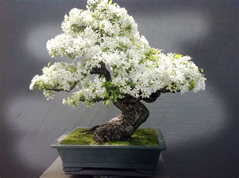 30 Of The Most Beautiful Bonsai Trees Ever