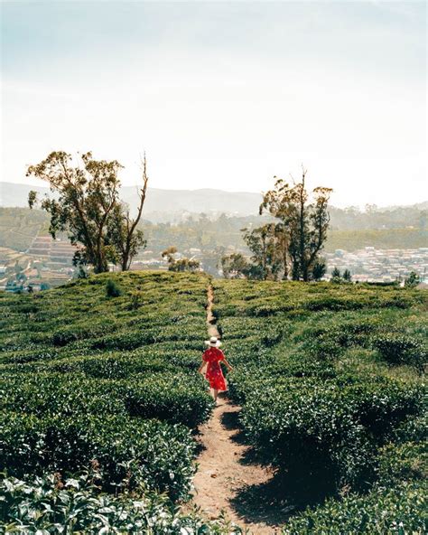 Nuwara Eliya Explore The Lush Green Tea Fields In Nuwara Eliya Sri