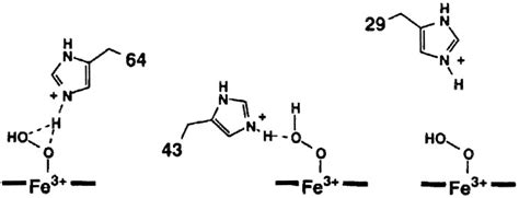 Effects Of The Location Of Distal Histidine In The Reaction Of