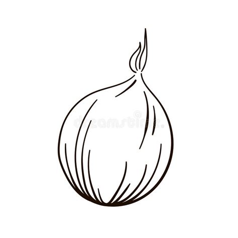 Onion Linear Icon Vector Icon Of Onion Line Art Style Stock Vector