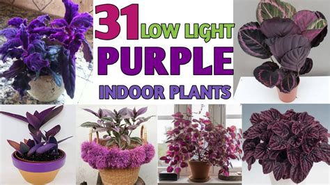 Low Light Purple Houseplants Indoor Purple Color Plants Plant