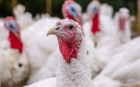 Millions Of Turkeys And Other Birds At Risk Due To ‘worst Avian Flu Outbreak In Uk History