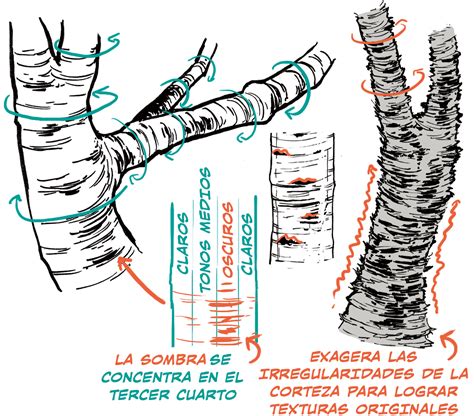 Details Tipos De Corteza De Rboles Abzlocal Mx