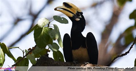 Oriental pied hornbill - BirderPics