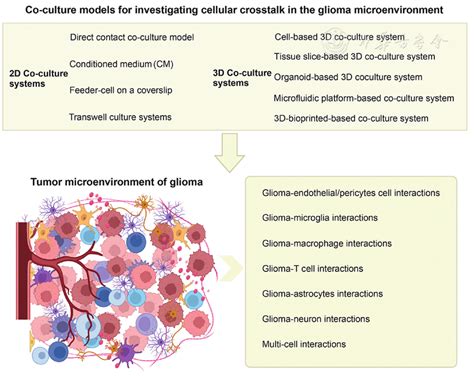 Co Culture Models For Investigating Cellular Crosstalk In The Glioma