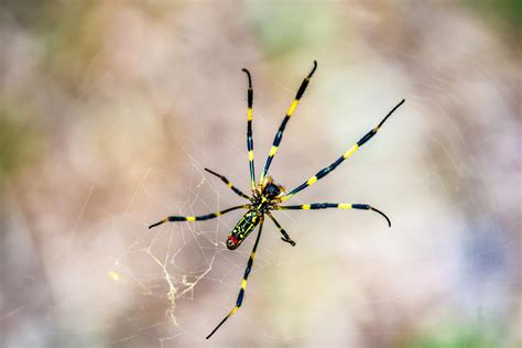 Big Invasive Joro Spiders Are Crawling Up The East Coast The Madras