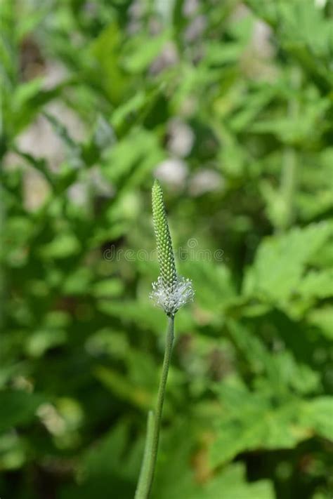 Ribwort Plantain stock photo. Image of outdoors, narrow - 157467408