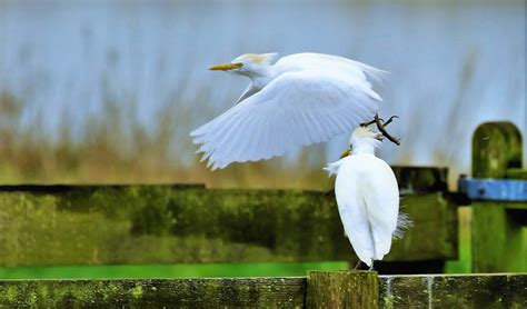 Cattle Egrets Martin Mere John Livesley Flickr