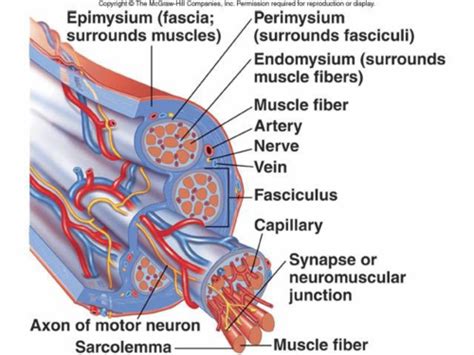 Muscle Sarcomere Architecture Sliding Filament Theory Flashcards