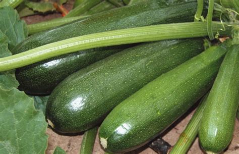 Кабачок Негритенок — отзывы, описание сорта и характеристика