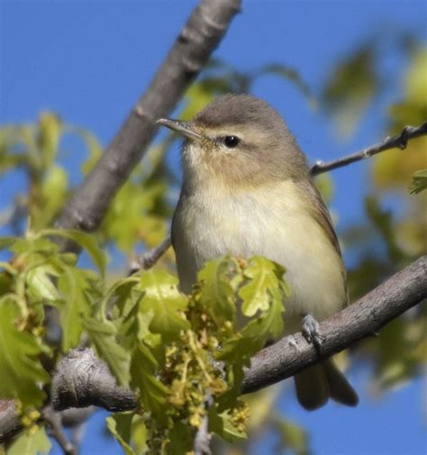 Bird Hybrids Warbling Vireo X Red Eyed Vireo