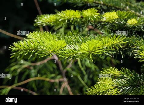 Stlicher Hemlock Tsuga Fotos Und Bildmaterial In Hoher Aufl Sung Alamy